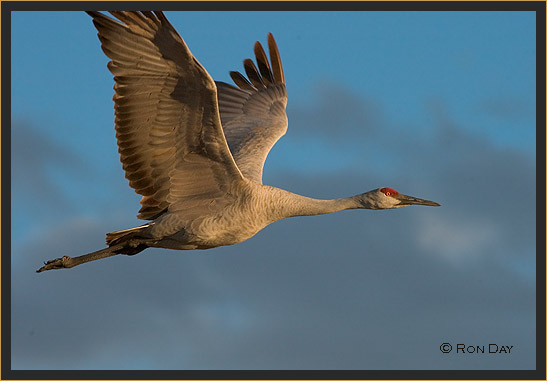 Sandhill Crane, Bosque del Apache